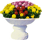 花盆